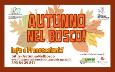 Autunno nel bosco